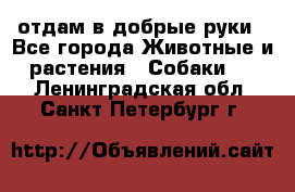 отдам в добрые руки - Все города Животные и растения » Собаки   . Ленинградская обл.,Санкт-Петербург г.